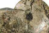 Huge, Fossil Ammonite (Placenticeras) - South Dakota #144026-3